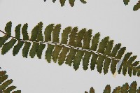 小鐵角蕨藏品圖，第4張