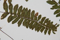 小鐵角蕨藏品圖，第5張