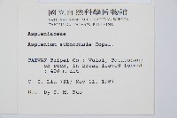 小鐵角蕨藏品圖，第2張