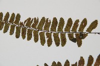 小鐵角蕨藏品圖，第5張