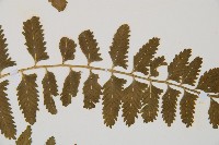 鈍齒鐵角蕨藏品圖，第4張