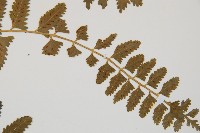 鈍齒鐵角蕨藏品圖，第5張