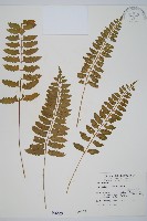 鈍齒鐵角蕨藏品圖，第1張