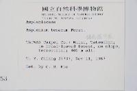 鈍齒鐵角蕨藏品圖，第2張