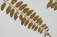 鈍齒鐵角蕨藏品圖，第3張