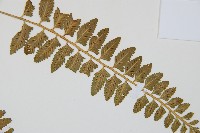 鈍齒鐵角蕨藏品圖，第4張