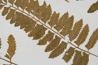 鈍齒鐵角蕨藏品圖，第5張