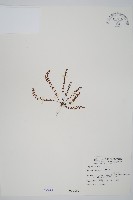 鐵角蕨藏品圖，第1張