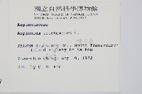 鐵角蕨藏品圖，第2張