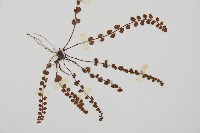 鐵角蕨藏品圖，第3張