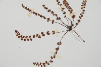 鐵角蕨藏品圖，第4張