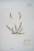 鐵角蕨藏品圖，第1張