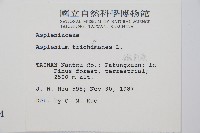 鐵角蕨藏品圖，第2張