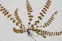 鐵角蕨藏品圖，第3張