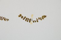 鐵角蕨藏品圖，第4張