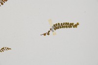 鐵角蕨藏品圖，第5張