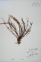 鐵角蕨藏品圖，第1張