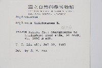 鐵角蕨藏品圖，第2張