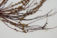 鐵角蕨藏品圖，第3張