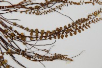 鐵角蕨藏品圖，第4張