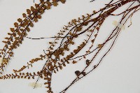 鐵角蕨藏品圖，第5張