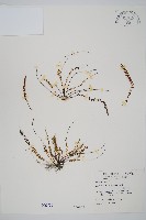 鐵角蕨藏品圖，第1張