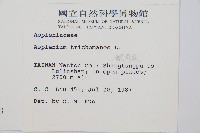 鐵角蕨藏品圖，第2張