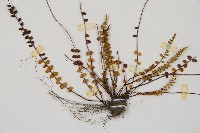 鐵角蕨藏品圖，第3張