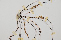 鐵角蕨藏品圖，第4張