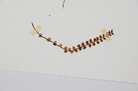 鐵角蕨藏品圖，第5張