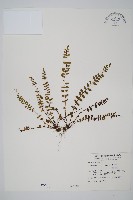 三翅鐵角蕨藏品圖，第1張