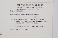 三翅鐵角蕨藏品圖，第2張