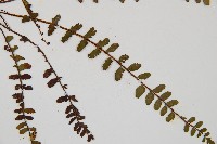 三翅鐵角蕨藏品圖，第3張