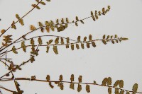 三翅鐵角蕨藏品圖，第4張