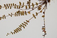 三翅鐵角蕨藏品圖，第5張