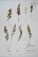 單邊鐵角蕨藏品圖，第1張