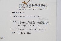 單邊鐵角蕨藏品圖，第2張