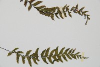 單邊鐵角蕨藏品圖，第4張