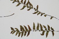 單邊鐵角蕨藏品圖，第5張