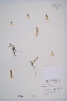 綠柄鐵角蕨藏品圖，第1張