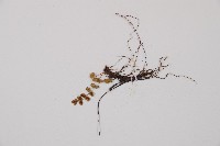 綠柄鐵角蕨藏品圖，第3張