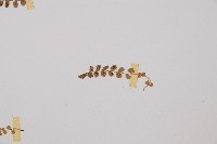 綠柄鐵角蕨藏品圖，第4張