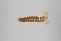 綠柄鐵角蕨藏品圖，第5張