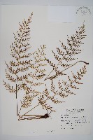 威氏鐵角蕨藏品圖，第1張