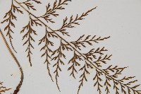 威氏鐵角蕨藏品圖，第4張