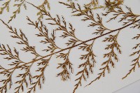 威氏鐵角蕨藏品圖，第5張