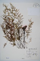 威氏鐵角蕨藏品圖，第1張