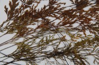 威氏鐵角蕨藏品圖，第4張