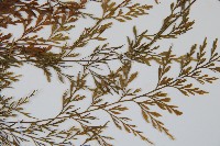 威氏鐵角蕨藏品圖，第5張