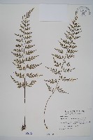 威氏鐵角蕨藏品圖，第1張